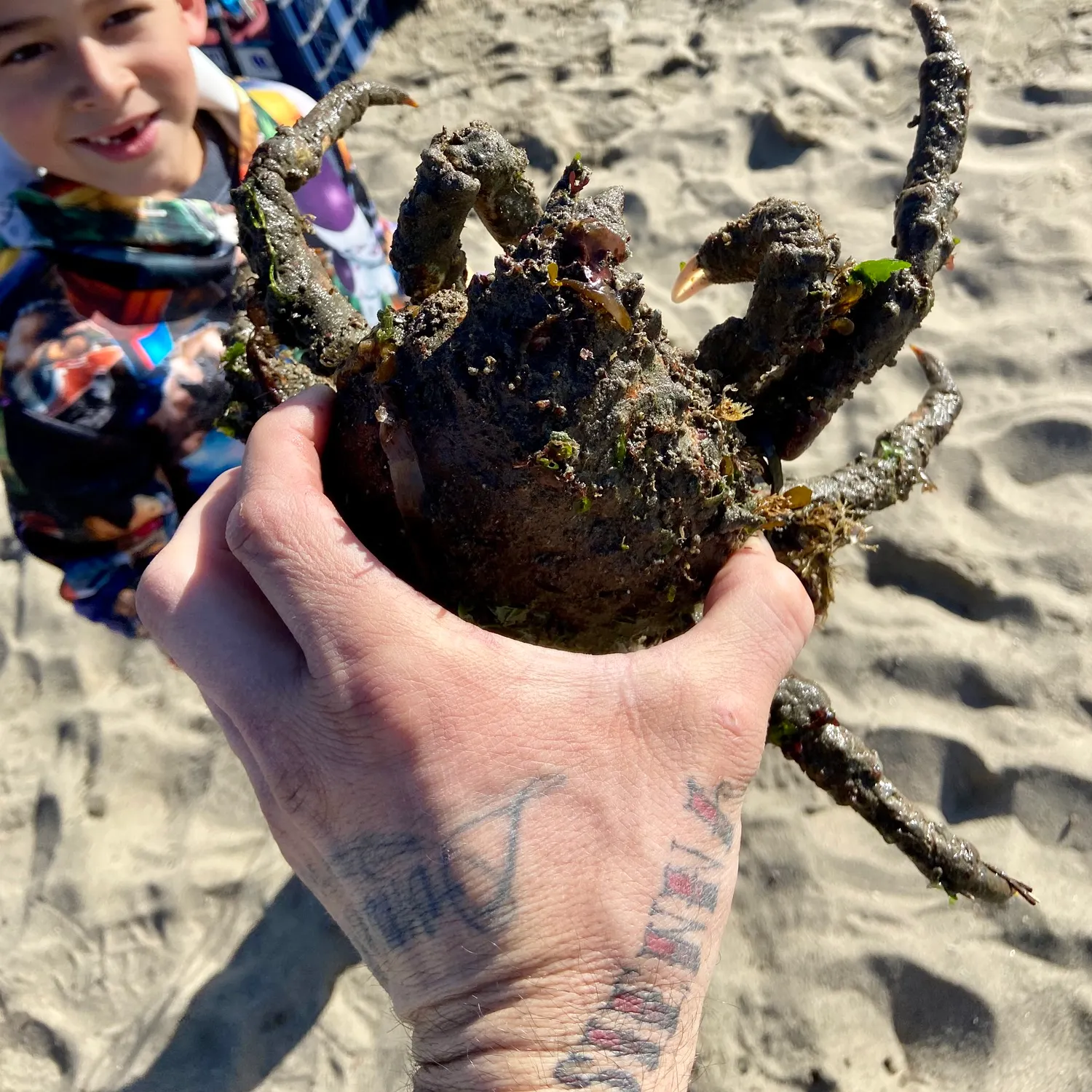 The most recent European spider crab catches on Fishbrain