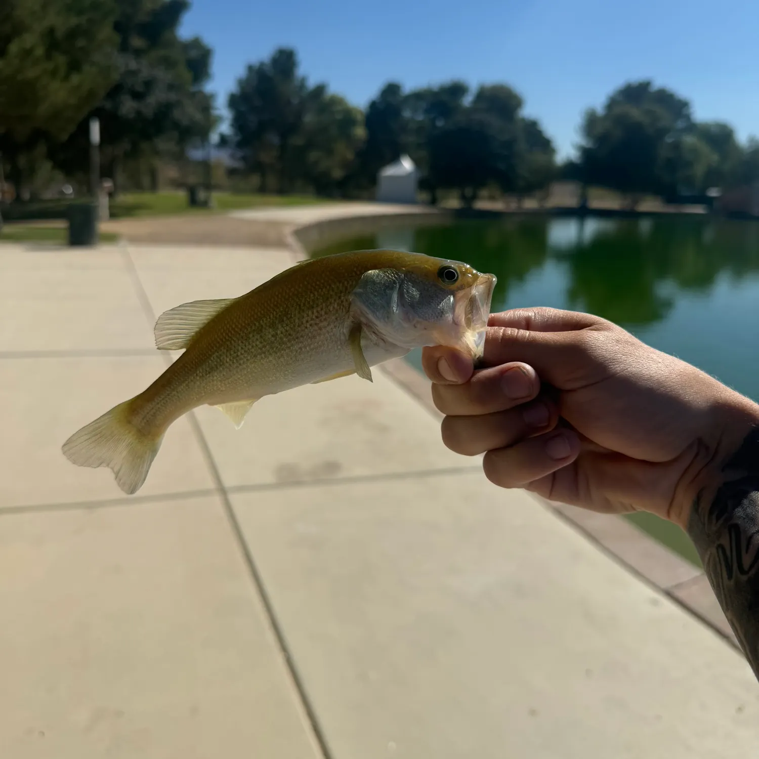 Largemouth bass caught on Fishbrain