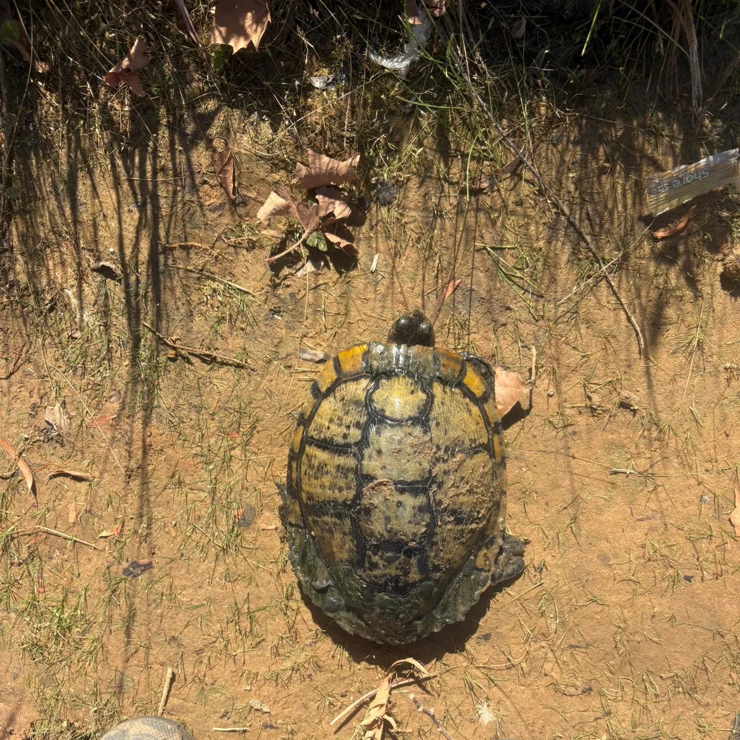 The most recent Painted turtle catches on Fishbrain