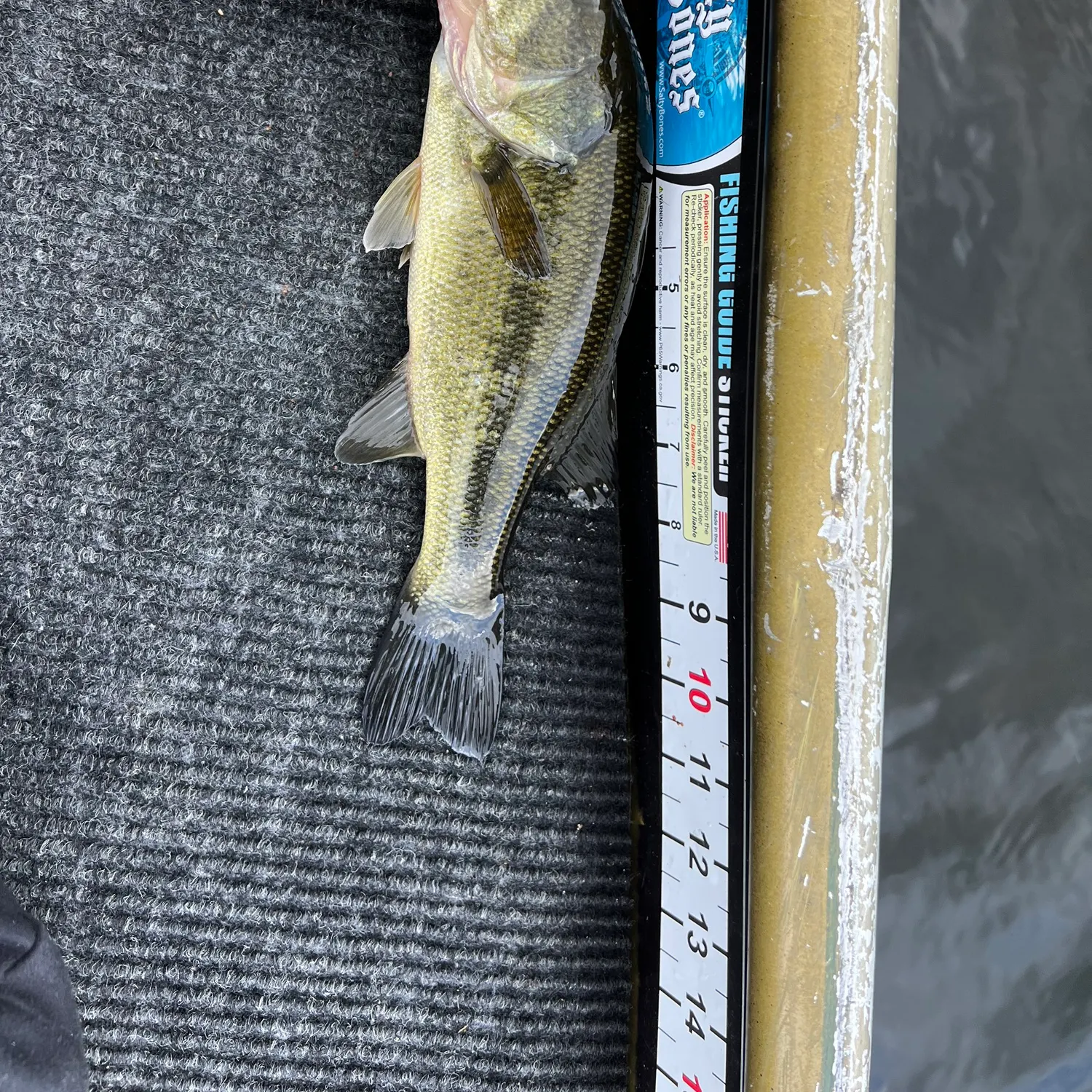 Largemouth bass caught on Fishbrain