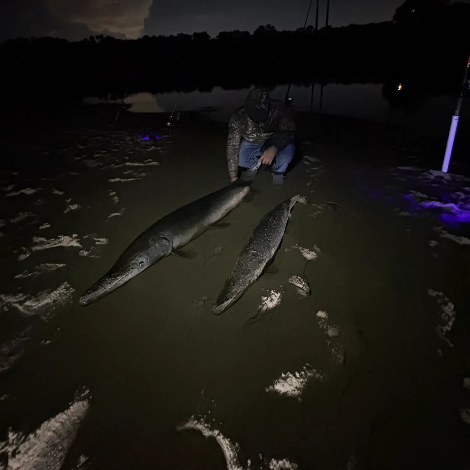 The most recent Alligator gar catches on Fishbrain
