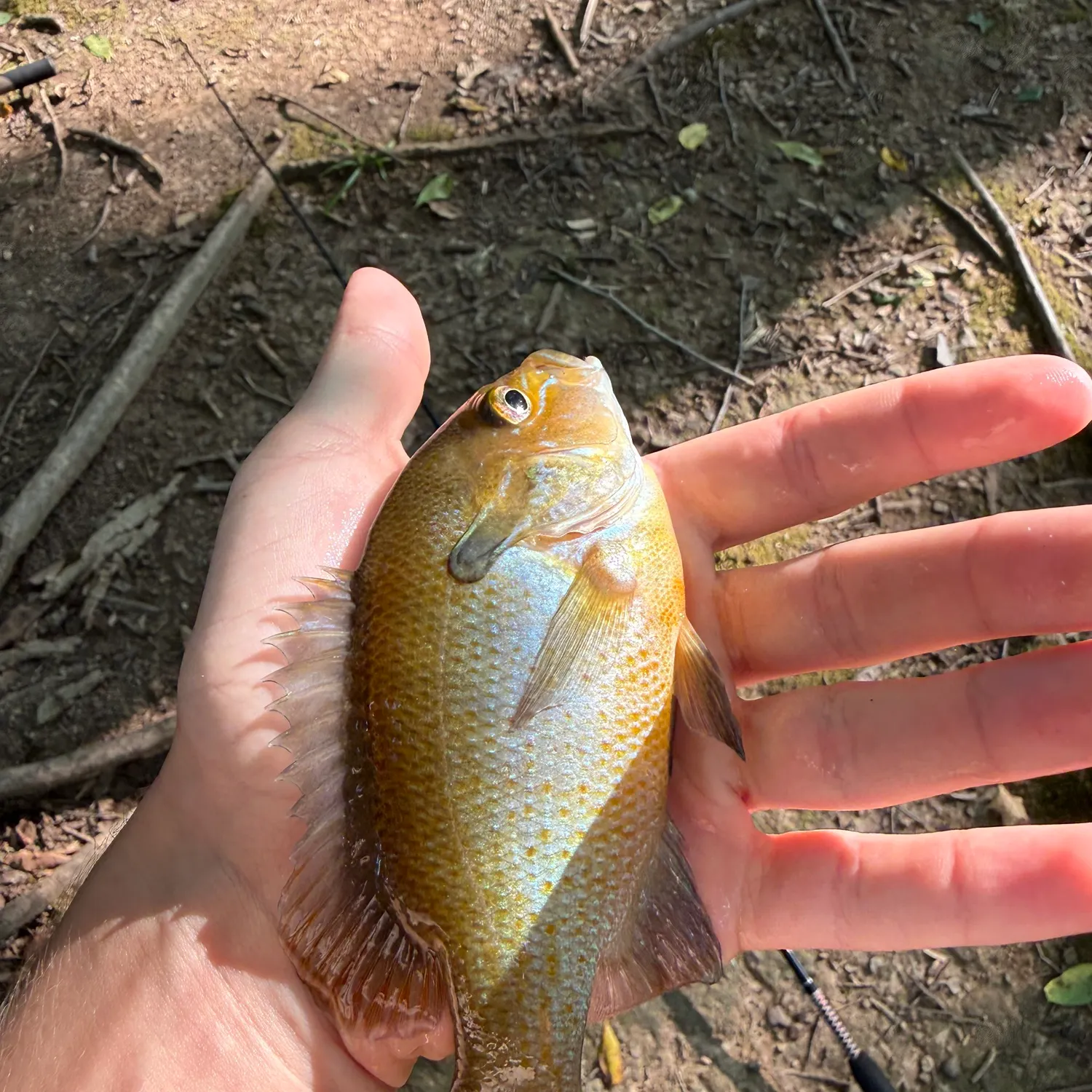 Redbreast sunfish caught on Fishbrain