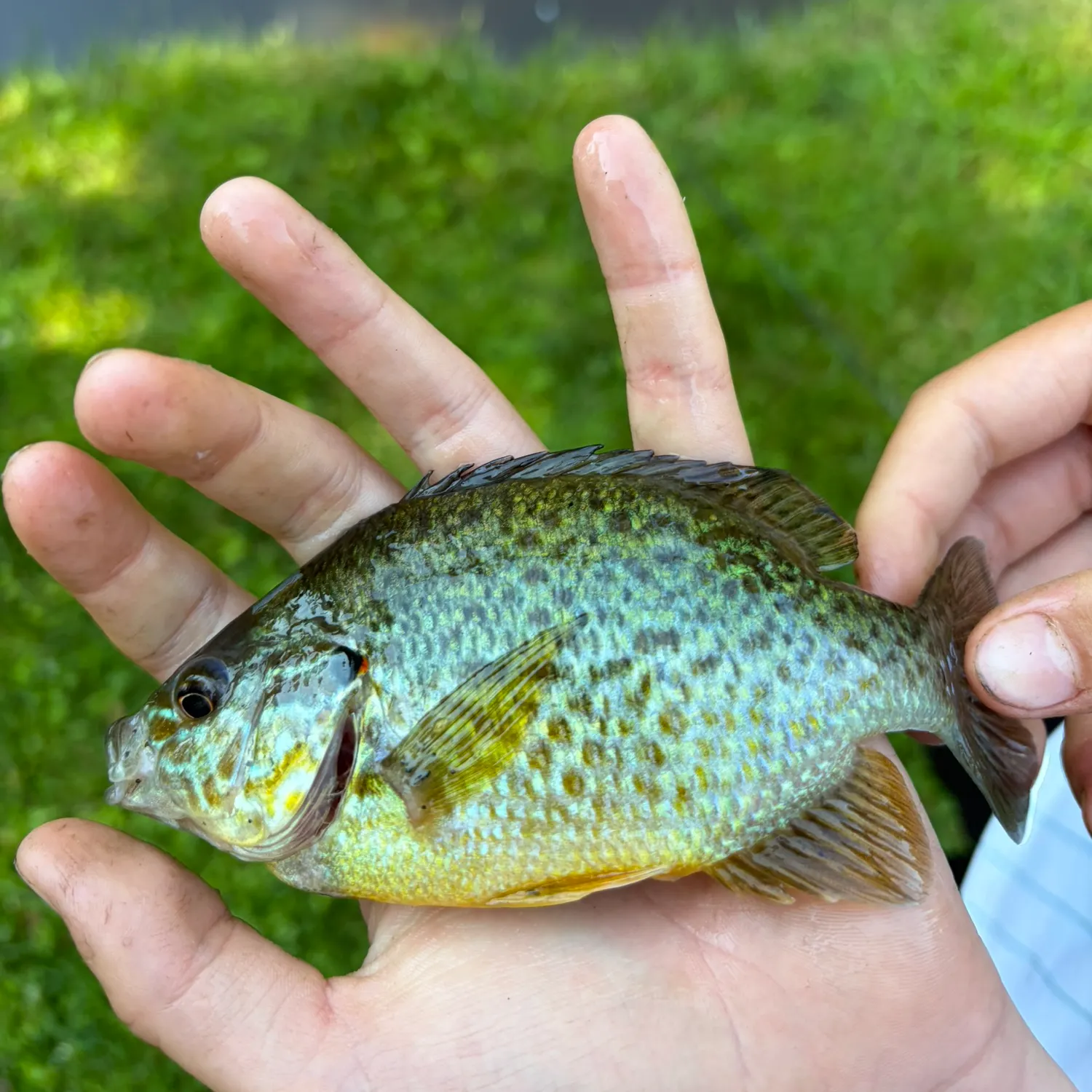 Pumpkinseed caught on Fishbrain