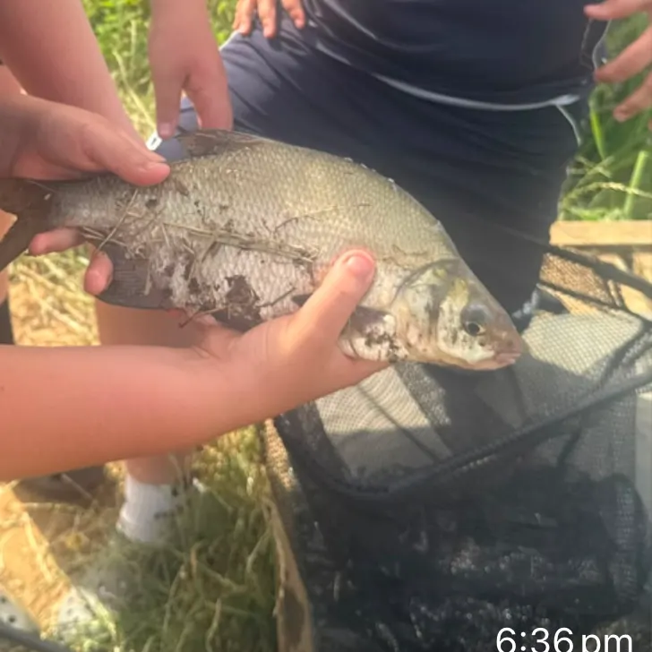 The most recent Common bream catches on Fishbrain