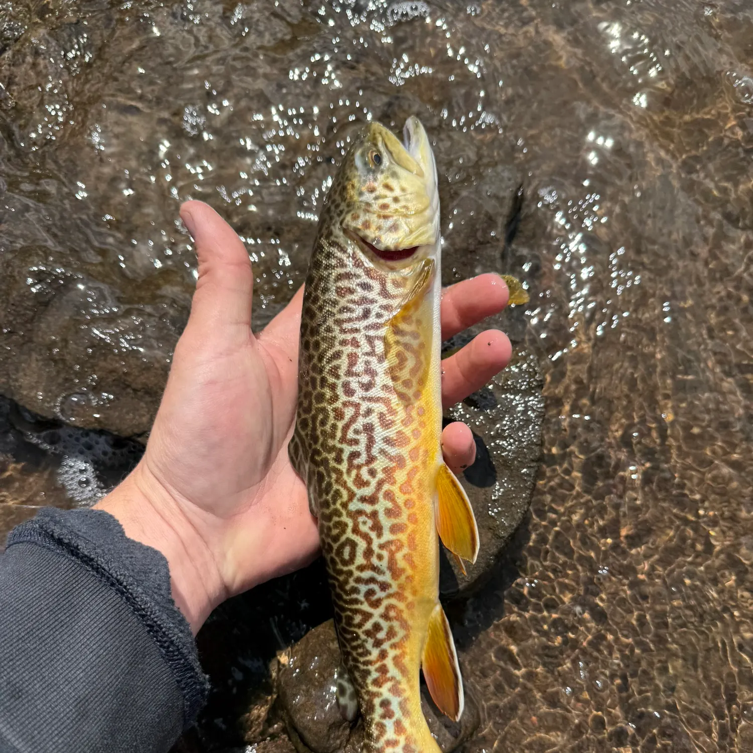 Tiger trout caught on Fishbrain