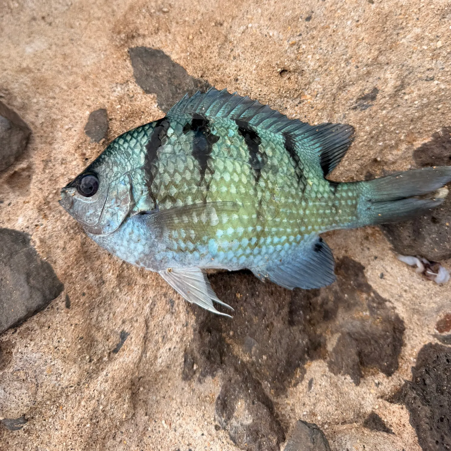 The most recent Hawaiian sergeant major catches on Fishbrain
