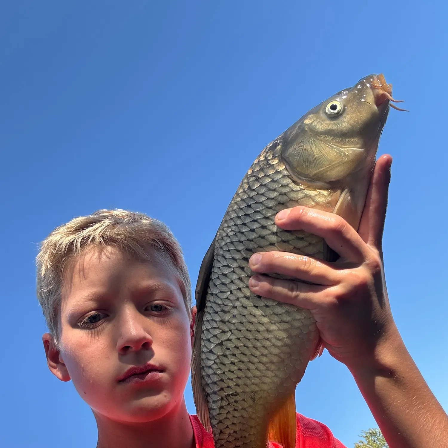 Common carp caught on Fishbrain