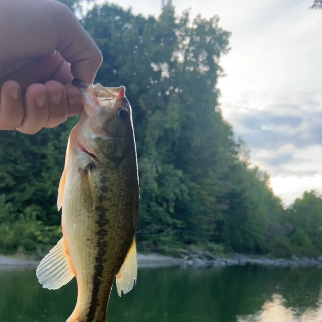 Largemouth bass caught on Fishbrain