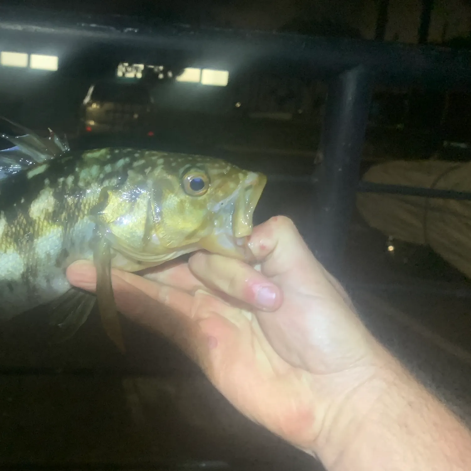 The most recent Kelp bass catches on Fishbrain
