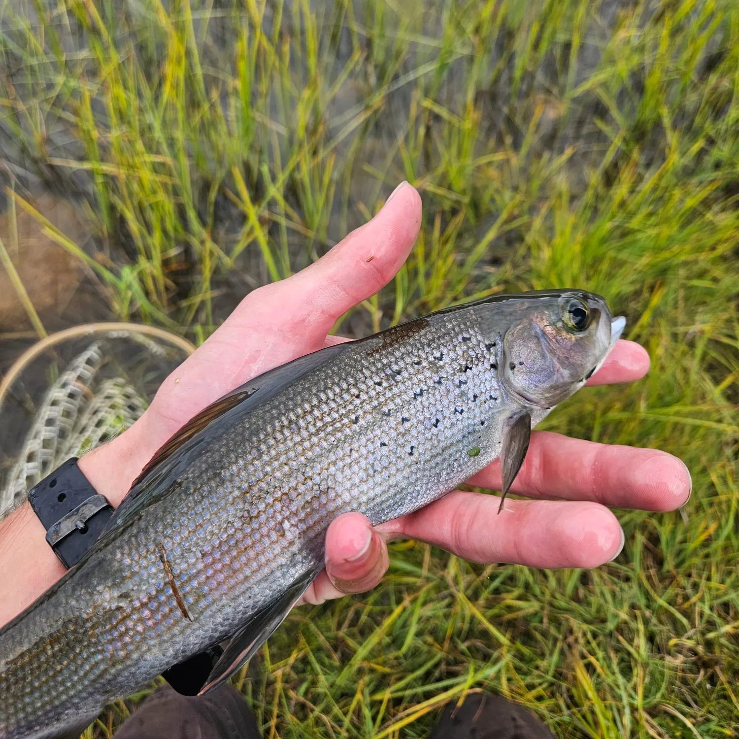 Arctic grayling caught on Fishbrain
