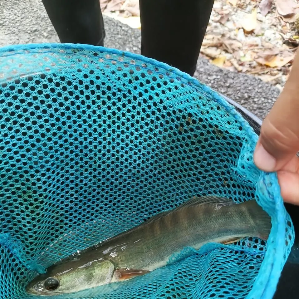 Indonesian snakehead caught on Fishbrain