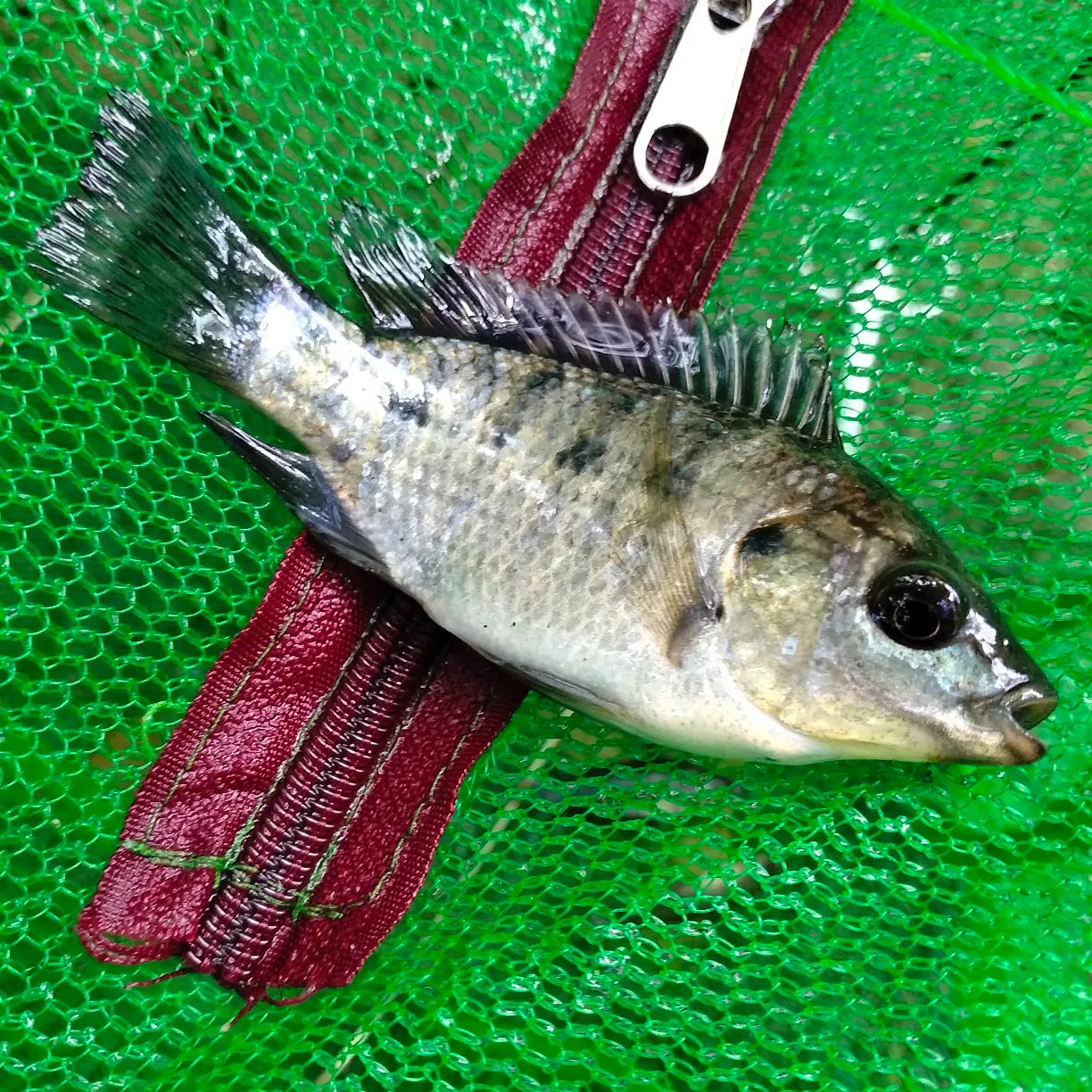 The most recent Mozambique tilapia catches on Fishbrain