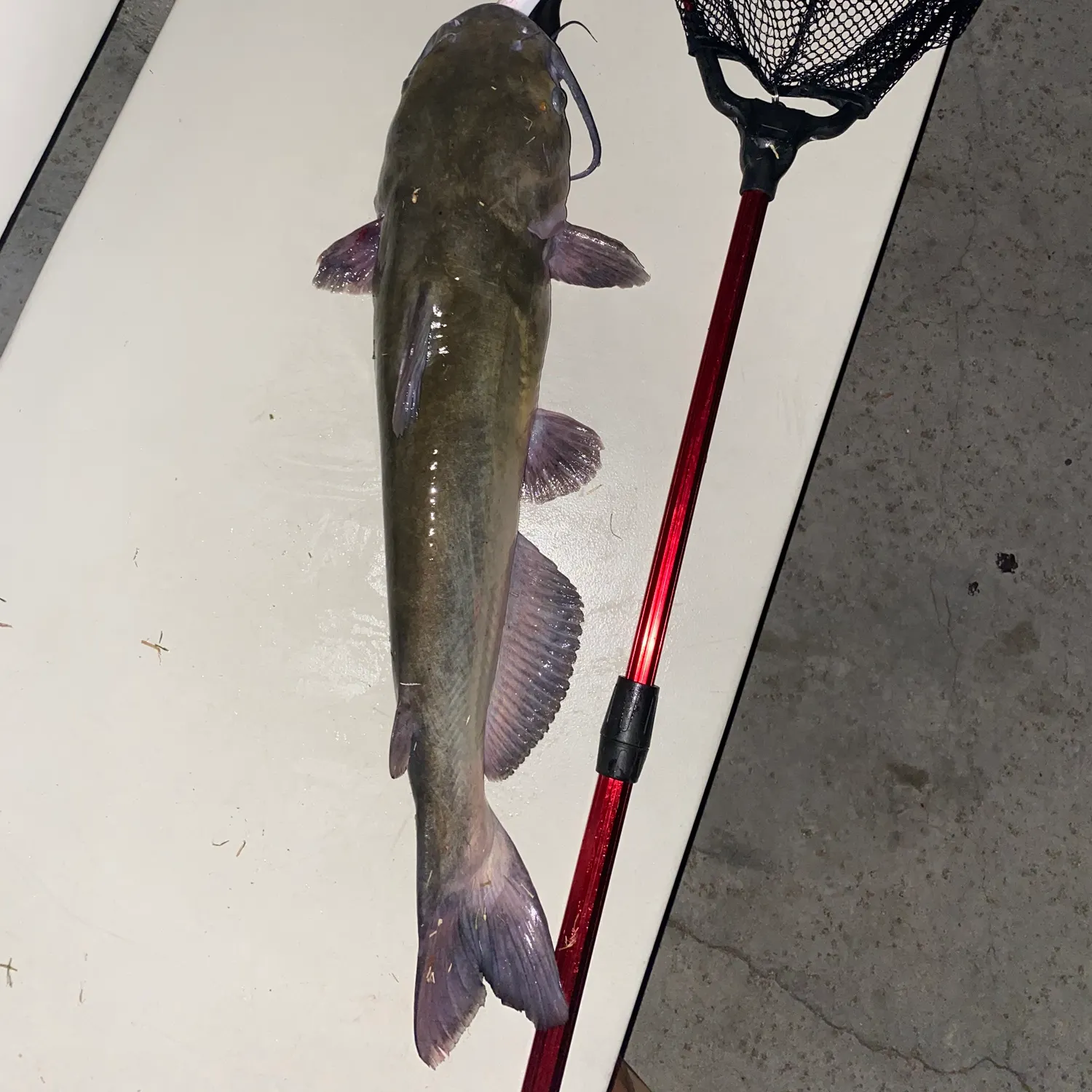 Channel catfish caught on Fishbrain