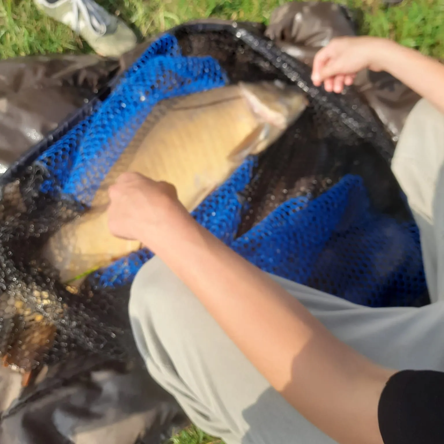 Leather carp caught on Fishbrain