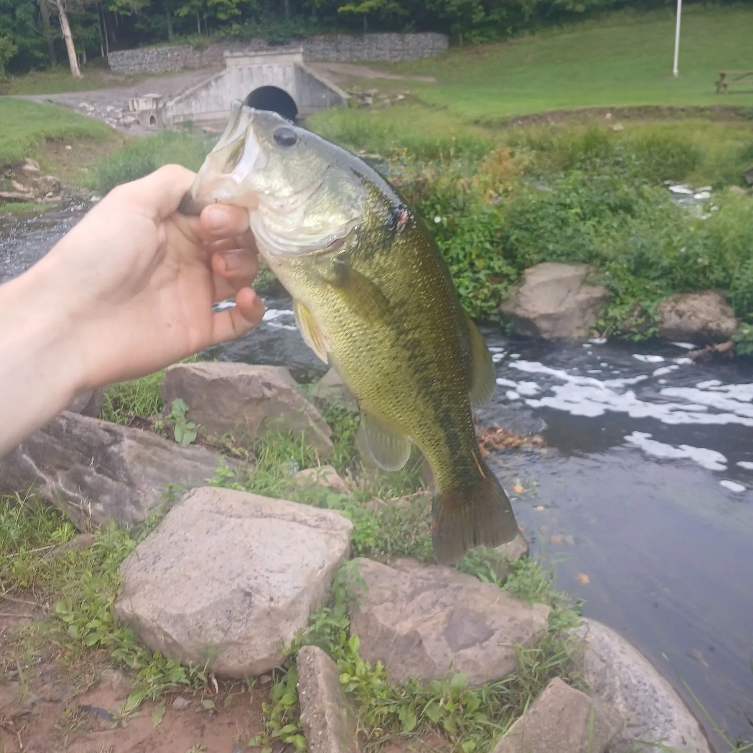 Largemouth bass caught on Fishbrain