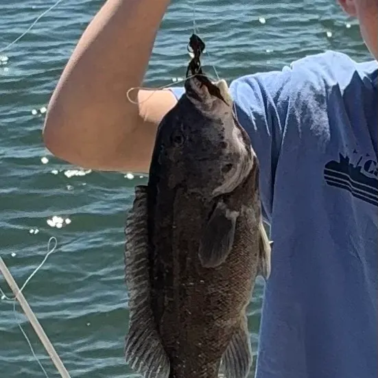 The most recent Tautog catches on Fishbrain