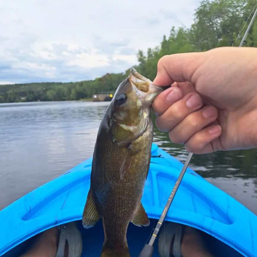 Smallmouth bass caught on Fishbrain