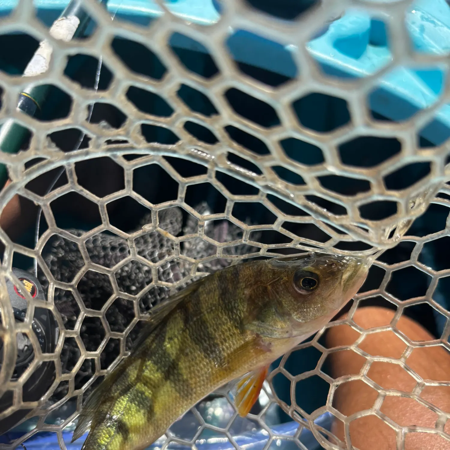 Yellow perch caught on Fishbrain
