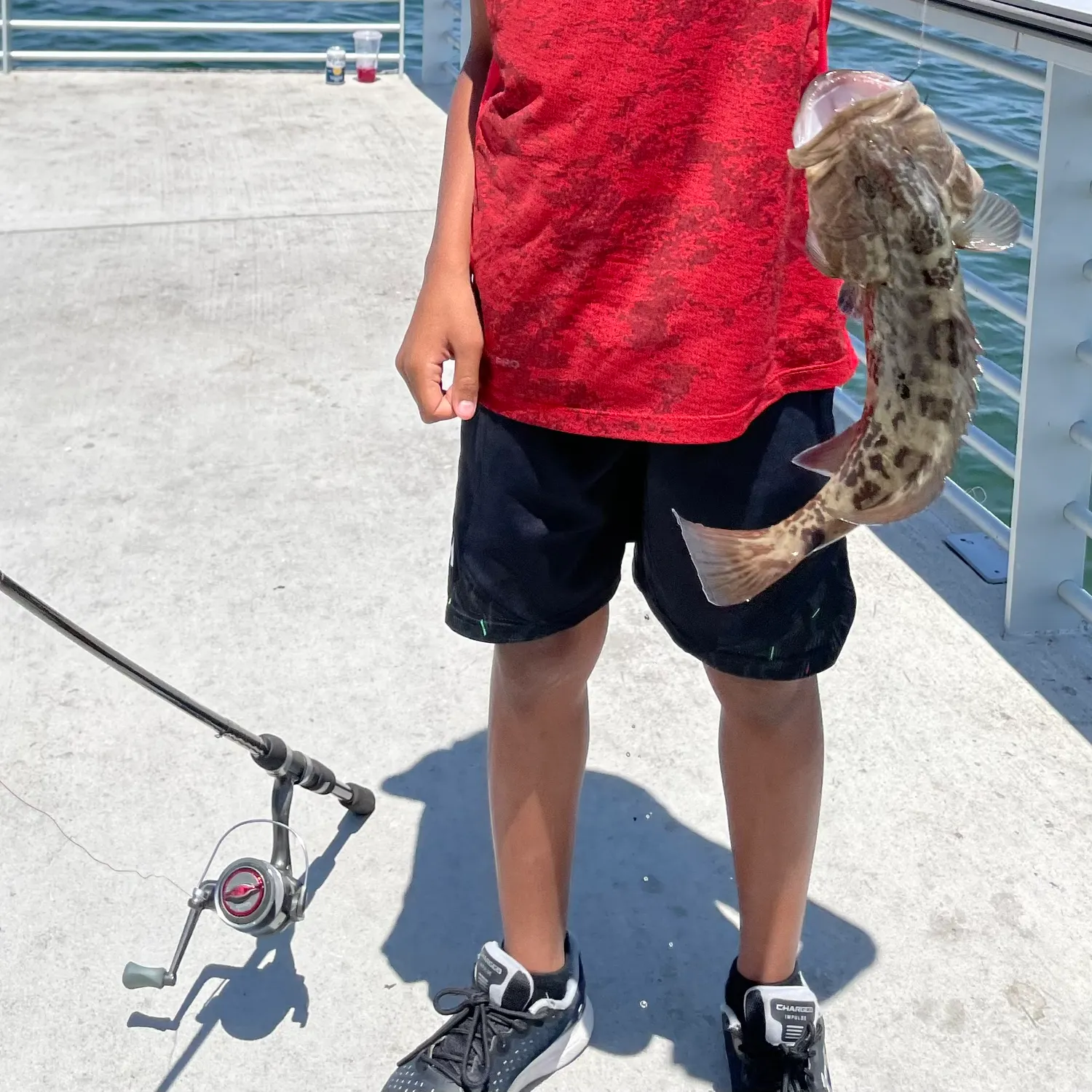 The most recent Gag grouper catches on Fishbrain