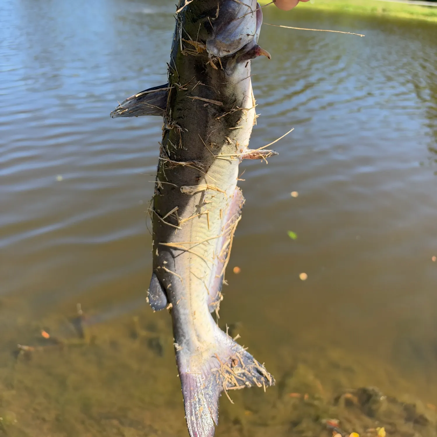 Channel catfish caught on Fishbrain