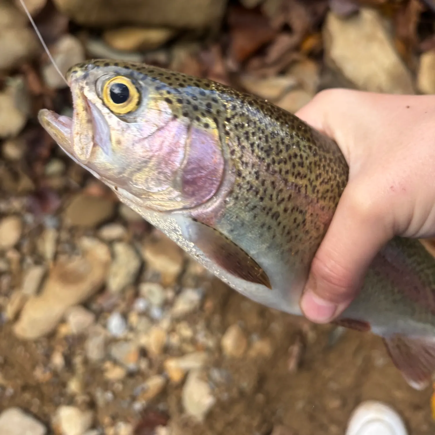 Rainbow trout caught on Fishbrain