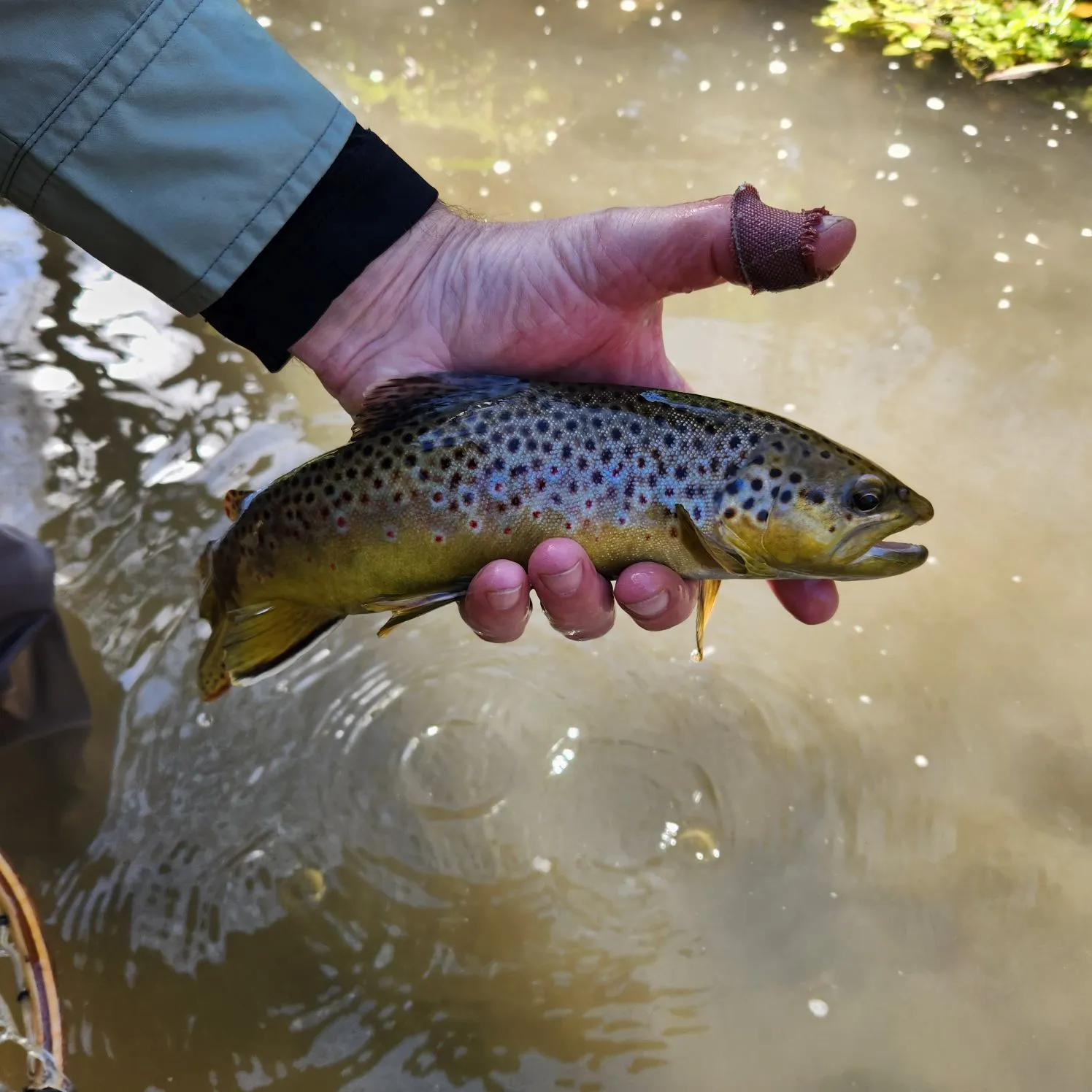 Brown trout caught on Fishbrain