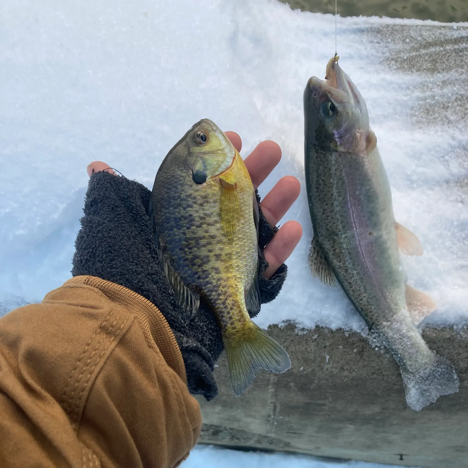 recently logged catches