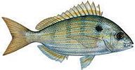 Natural baits Baitfish