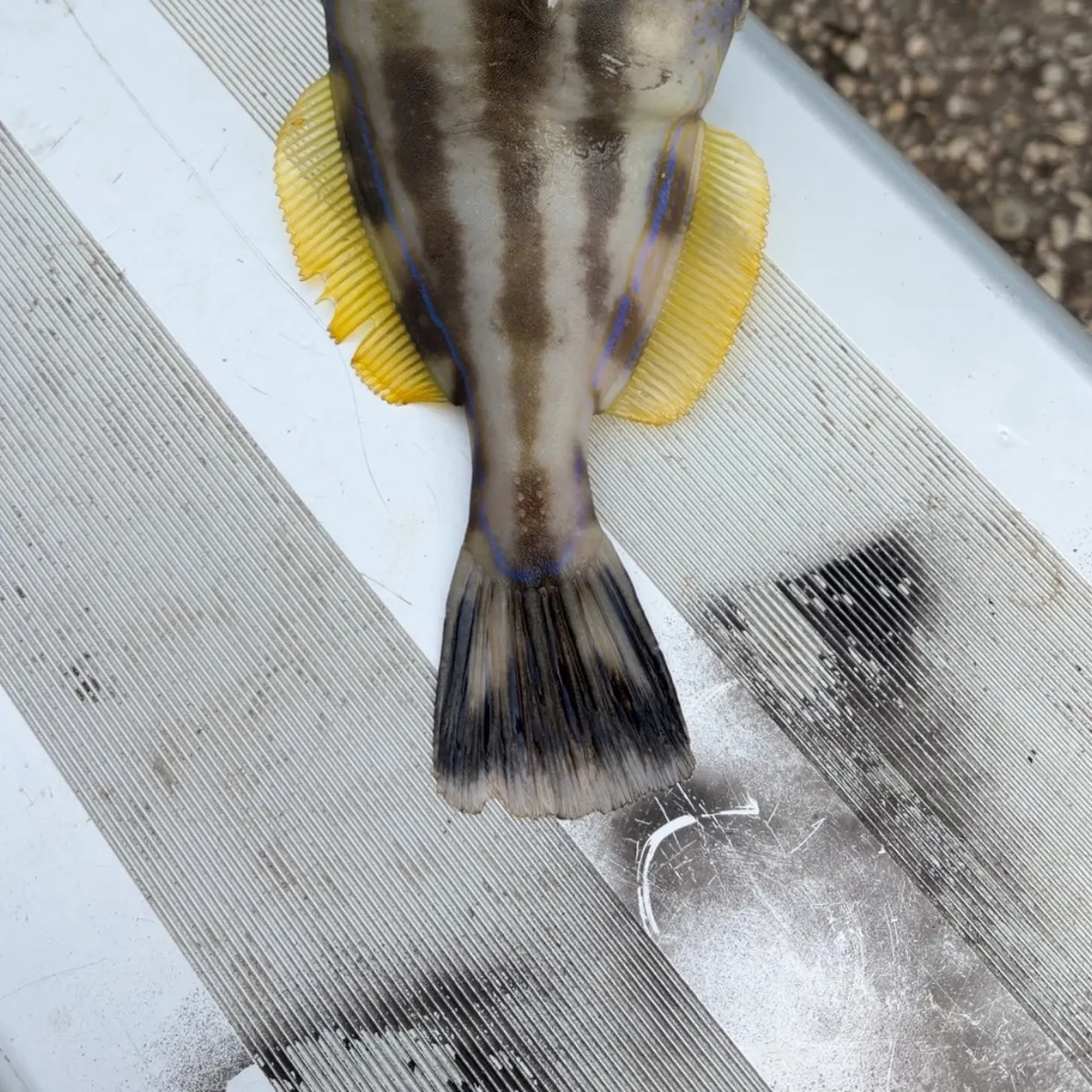 The most recent Black reef leatherjacket catches on Fishbrain