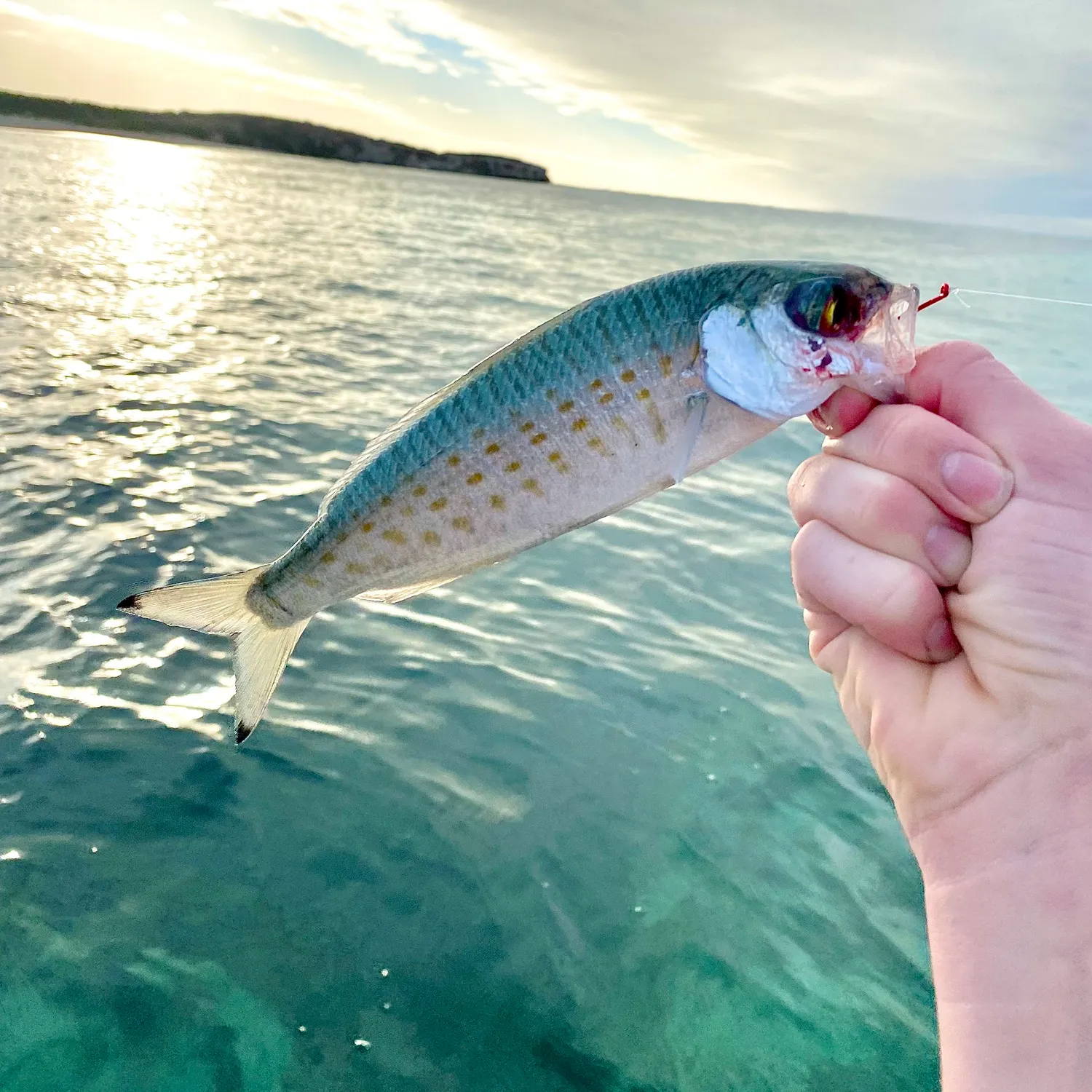 The most recent Atlantic herring catches on Fishbrain