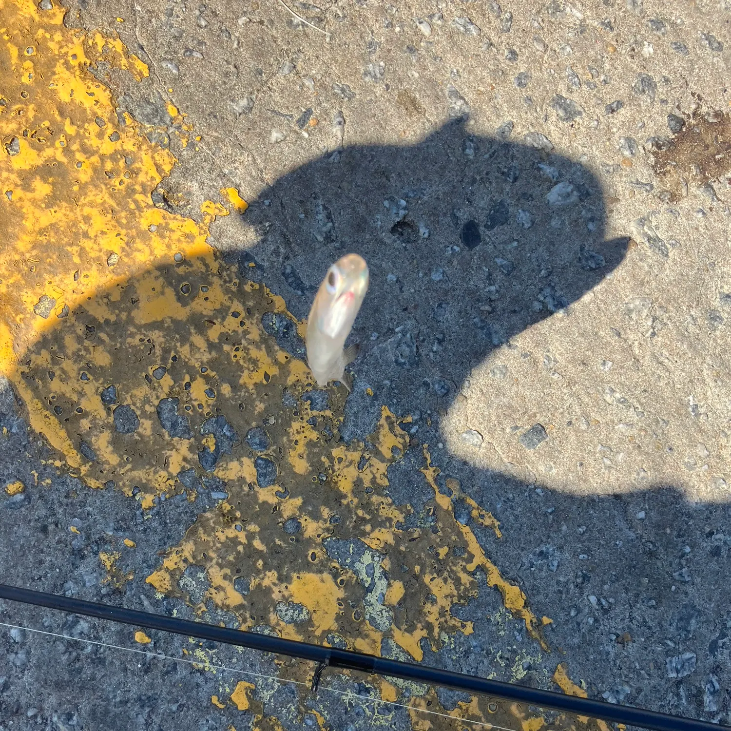 The most recent American butterfish catches on Fishbrain