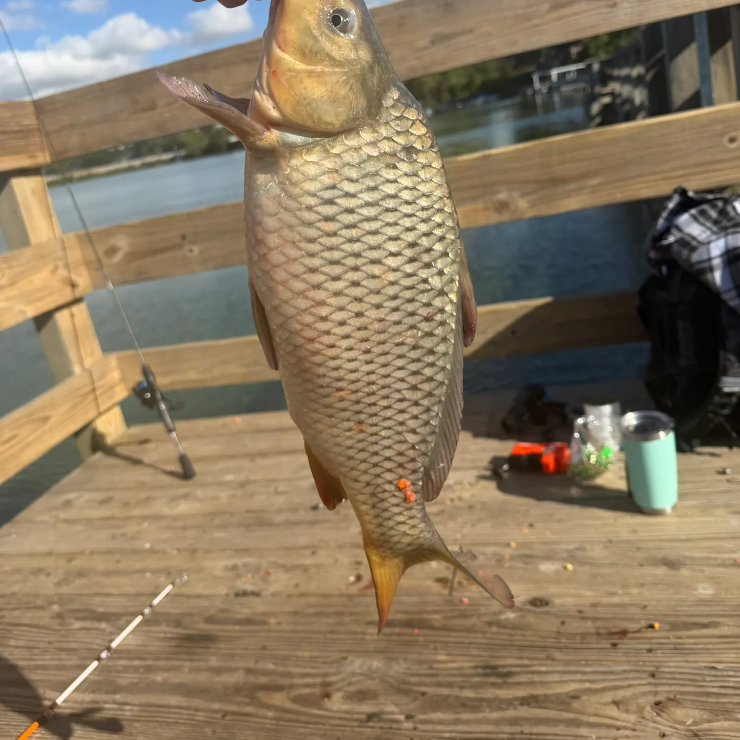 Common carp caught on Fishbrain