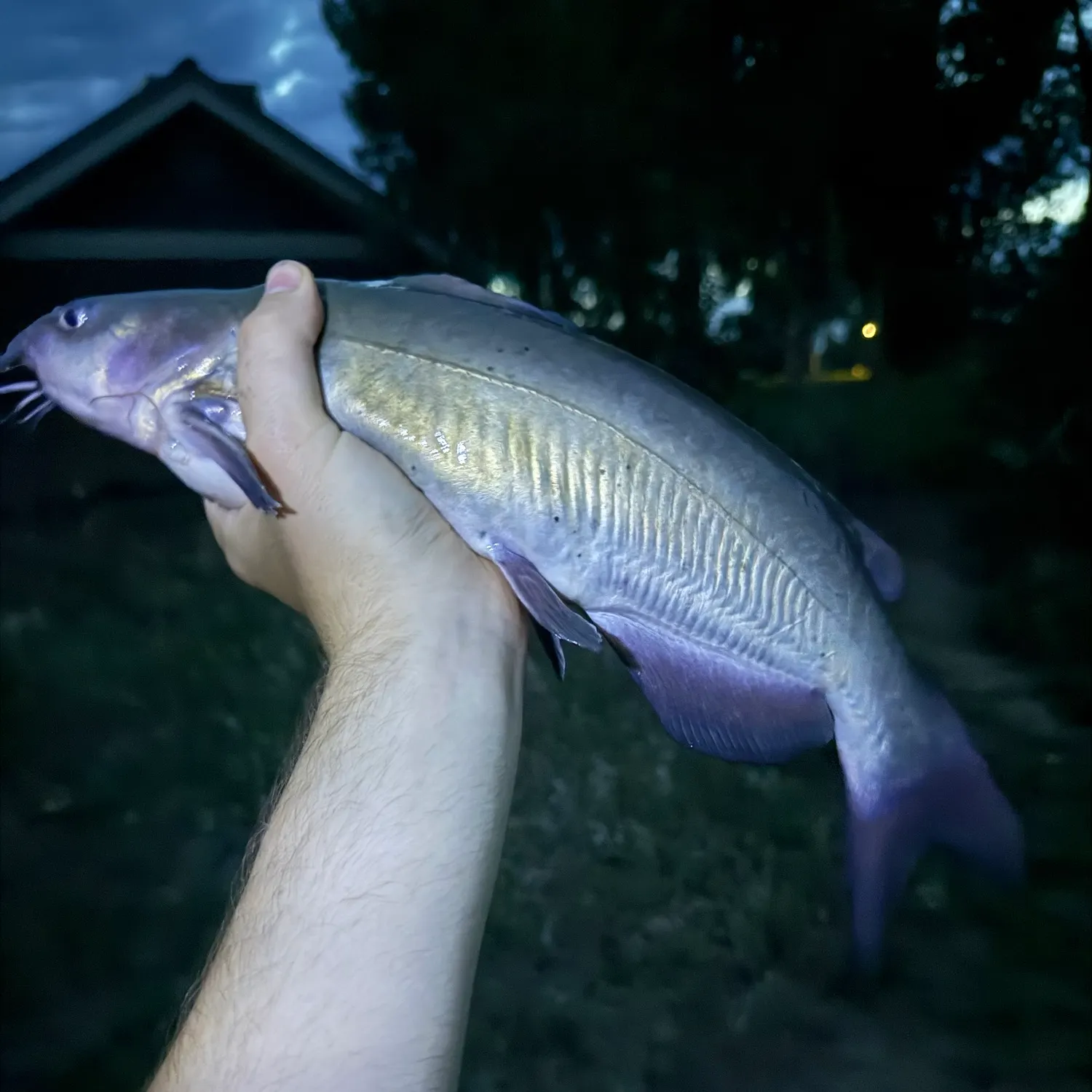 Channel catfish caught on Fishbrain