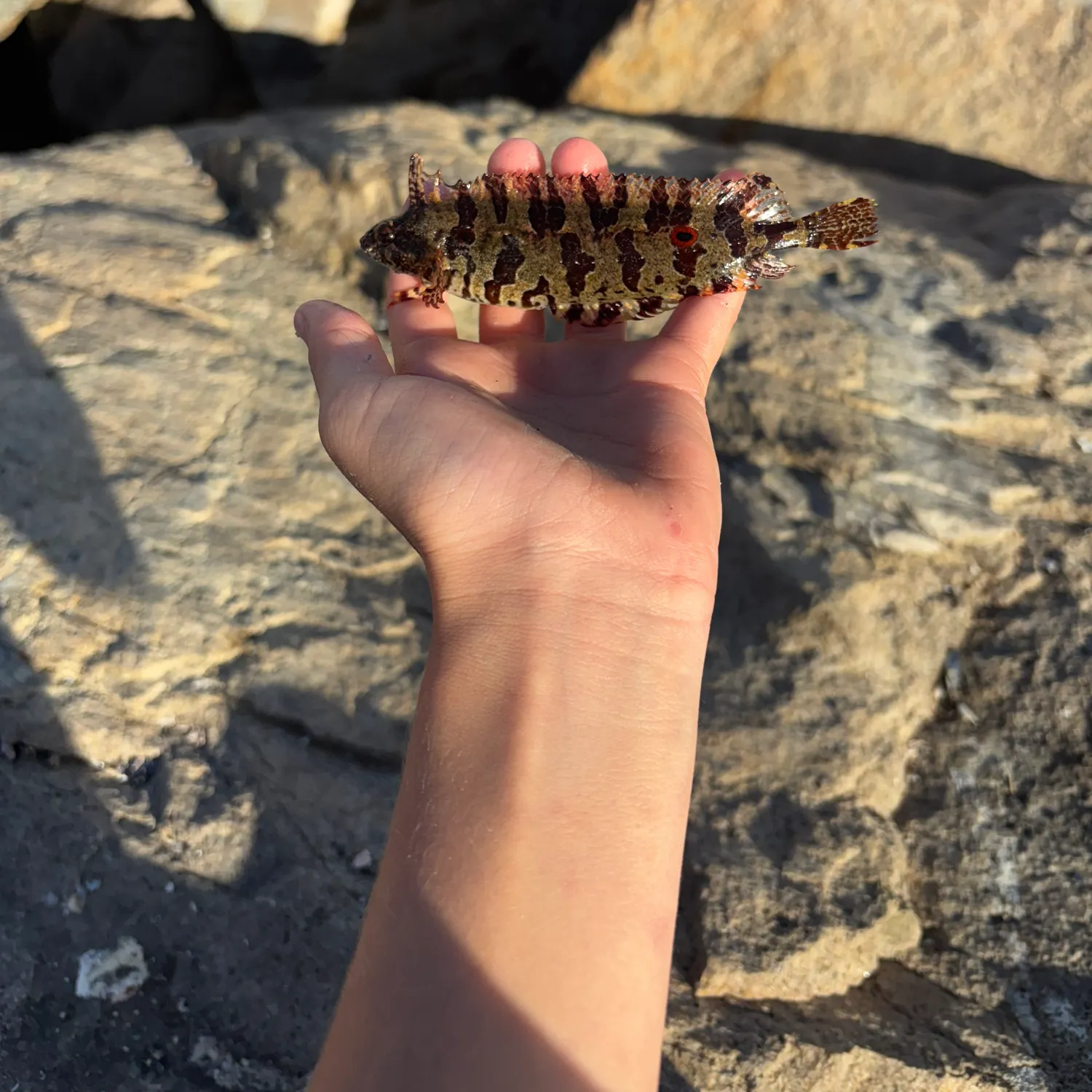 The most recent Spotted kelpfish catches on Fishbrain