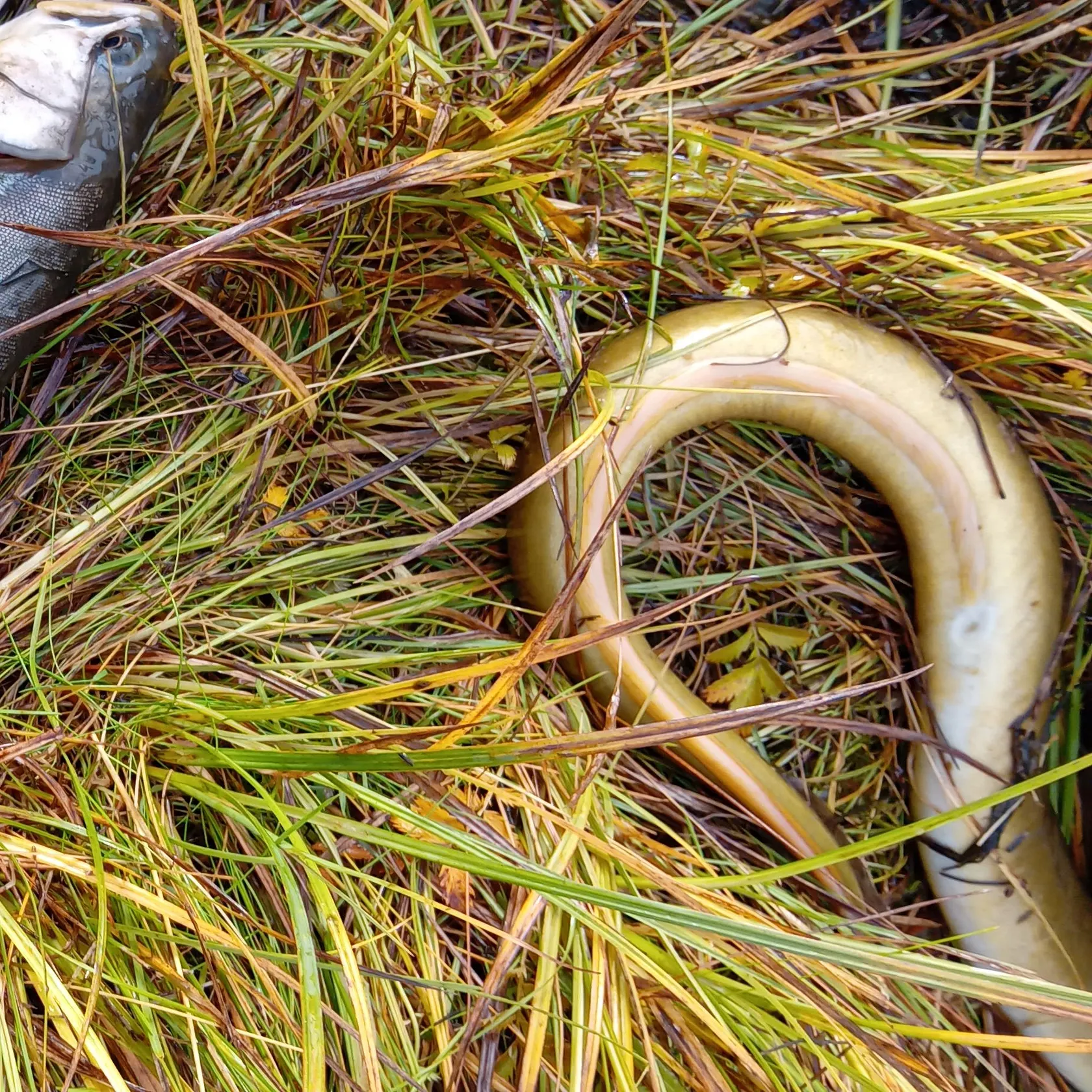 The most recent Arctic char catches on Fishbrain
