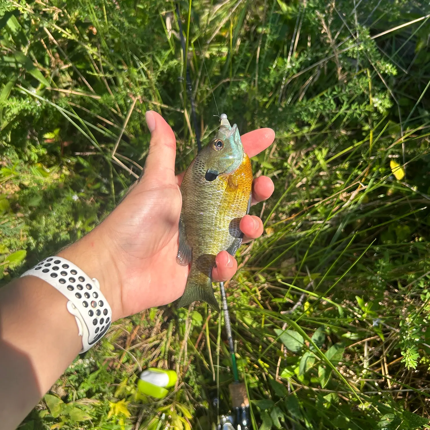 Bluegill caught on Fishbrain
