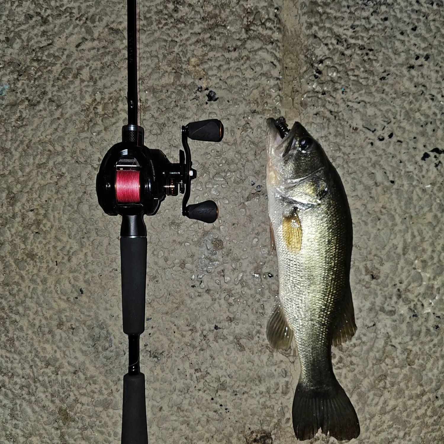 Largemouth bass caught on Fishbrain