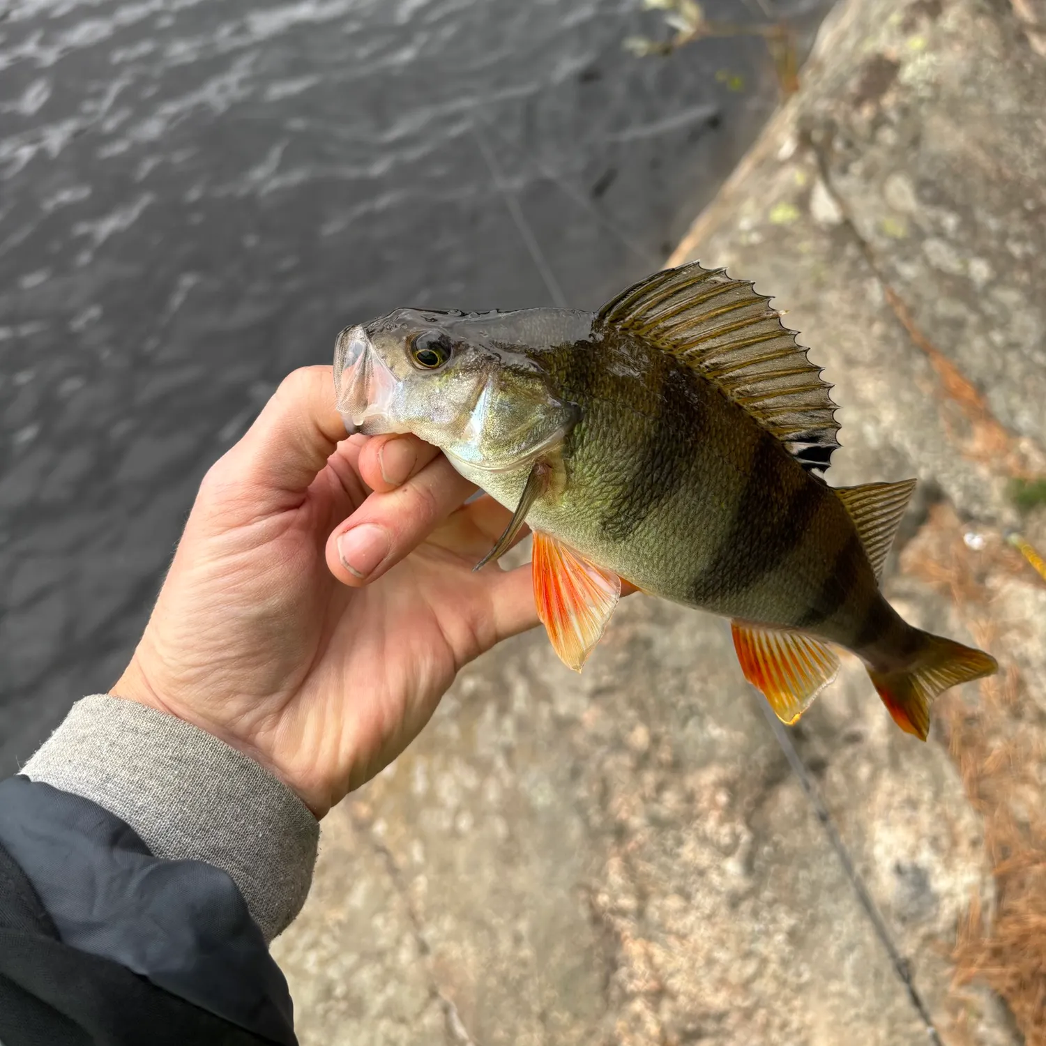 European perch caught on Fishbrain