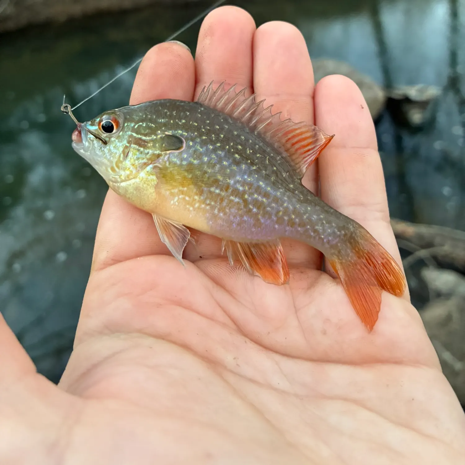 Swampland longear sunfish caught on Fishbrain