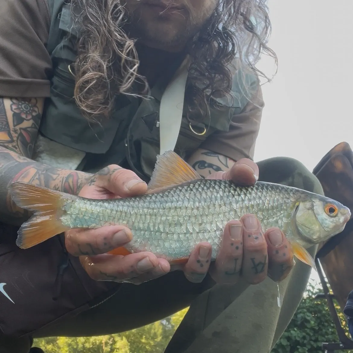 Common roach caught on Fishbrain