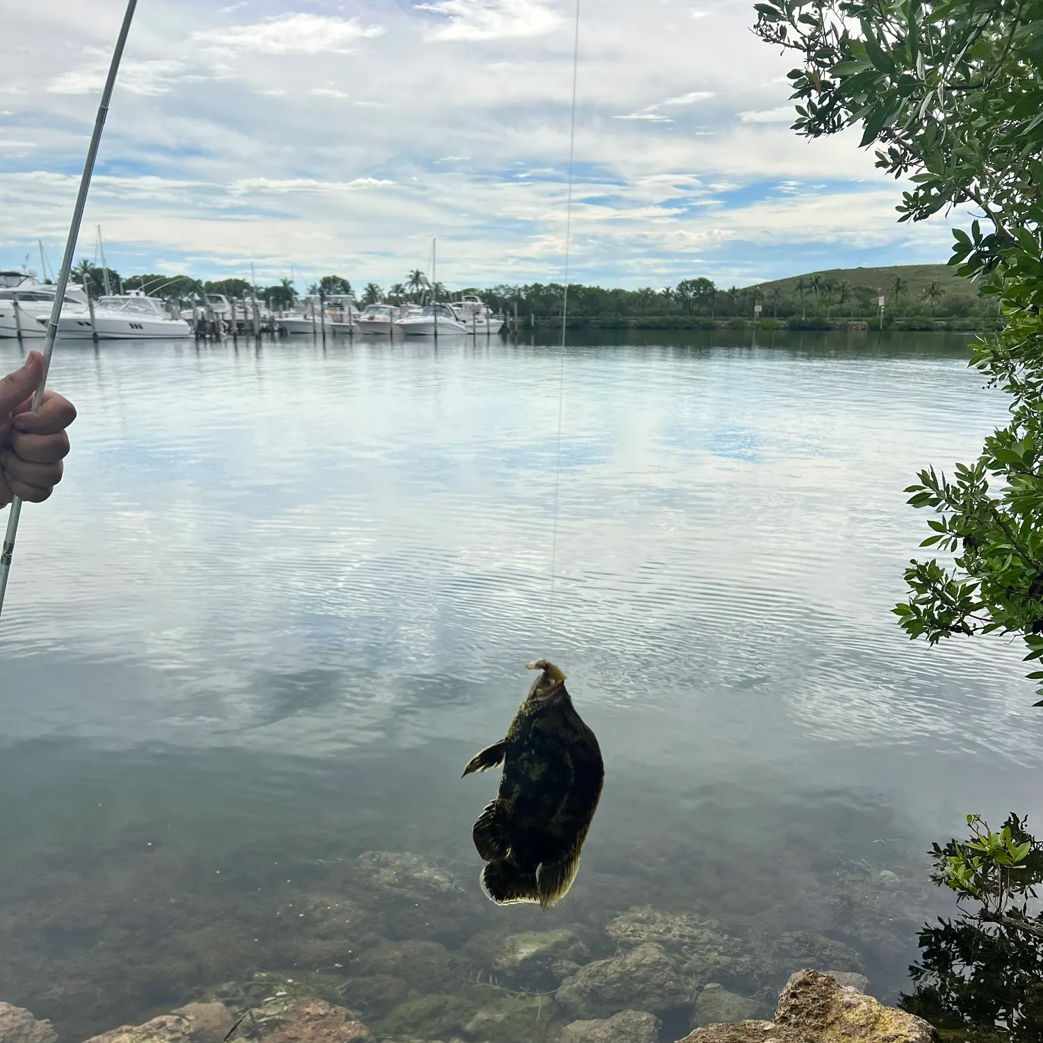 Atlantic tripletail caught on Fishbrain