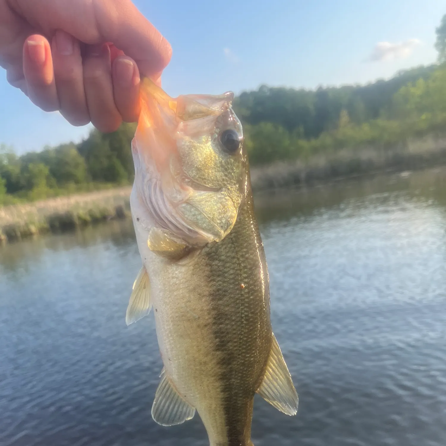 angler catch