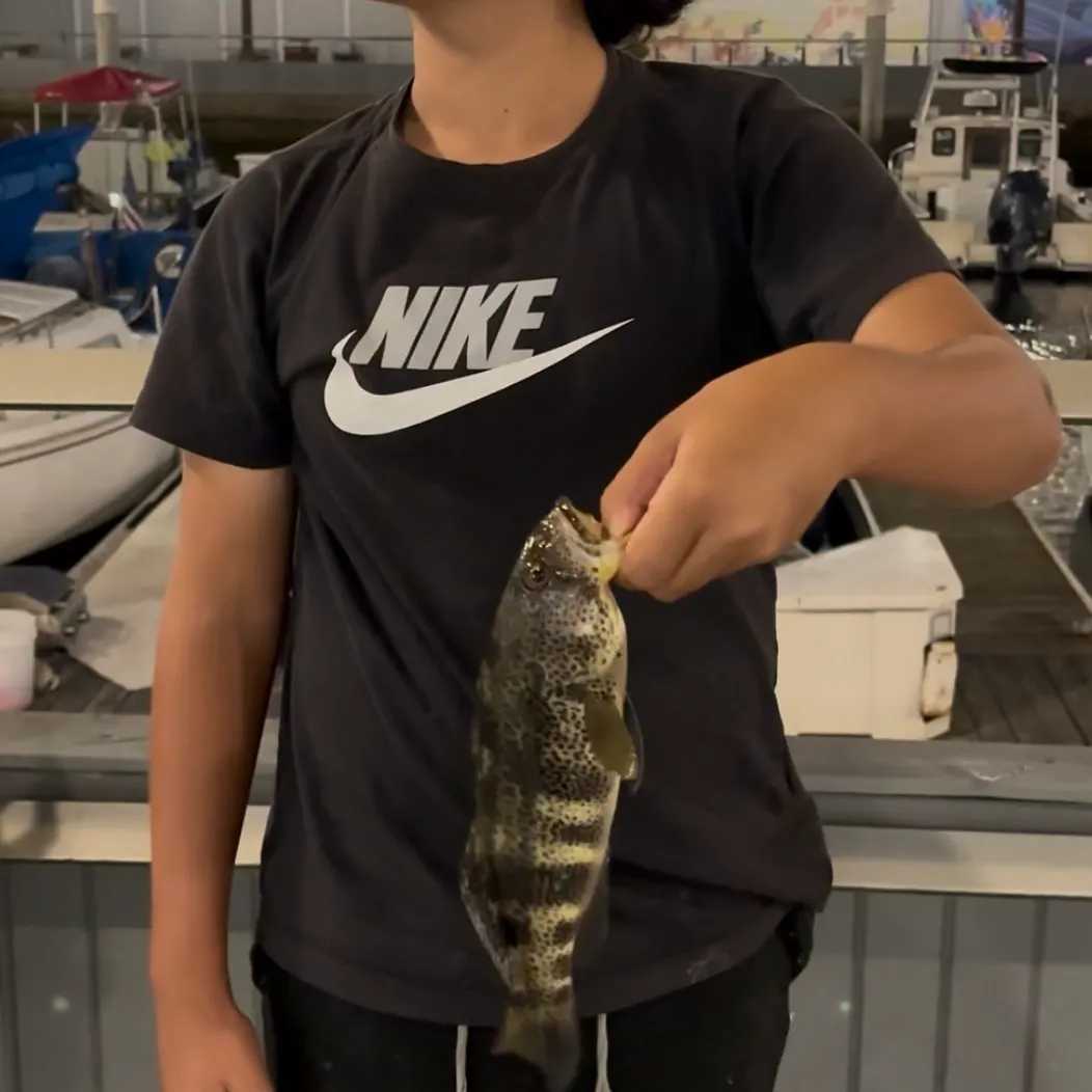 Spotted sand bass caught on Fishbrain