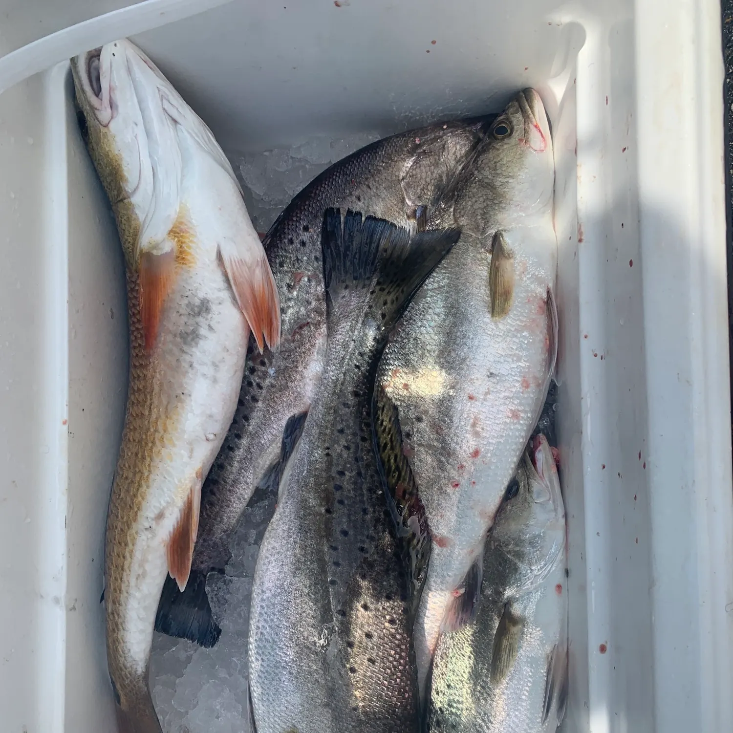 angler catch