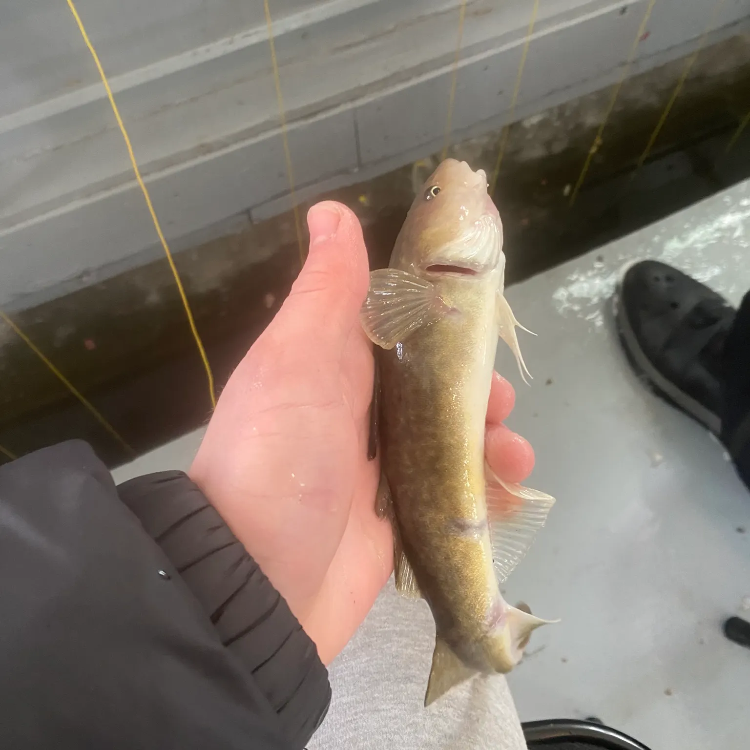 The most recent Atlantic cod catches on Fishbrain