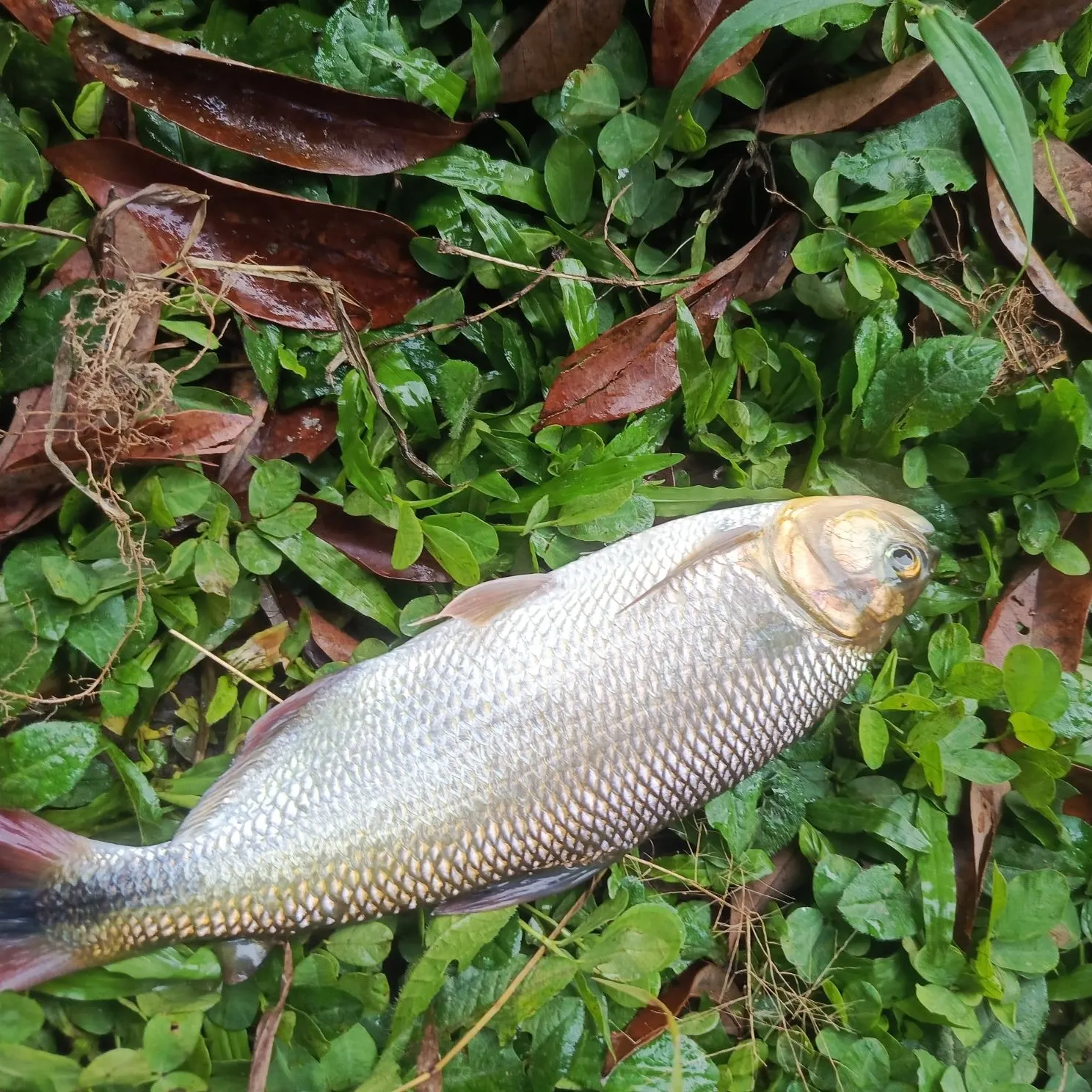 The most recent Dorada catches on Fishbrain