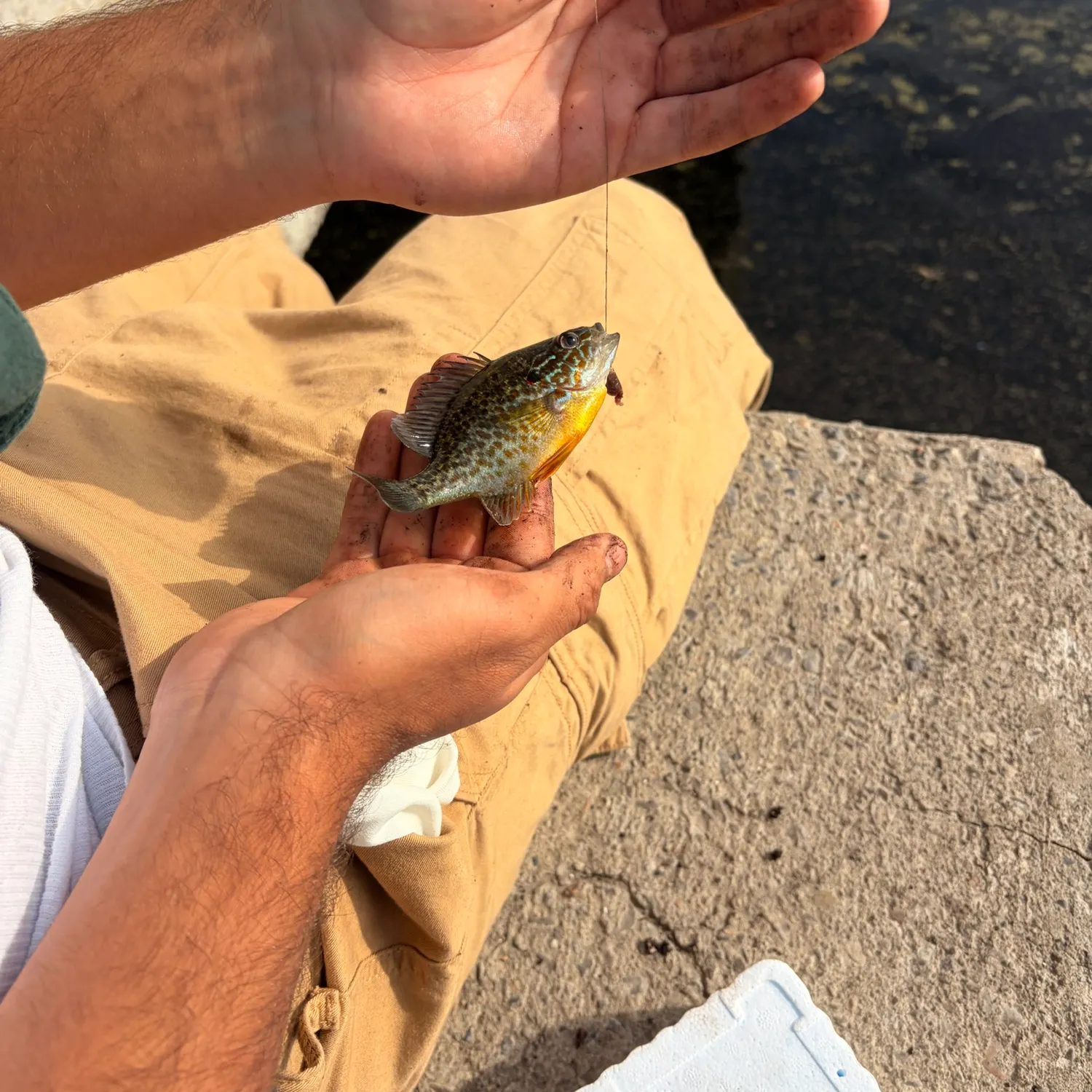 The most recent Pumpkinseed catches on Fishbrain