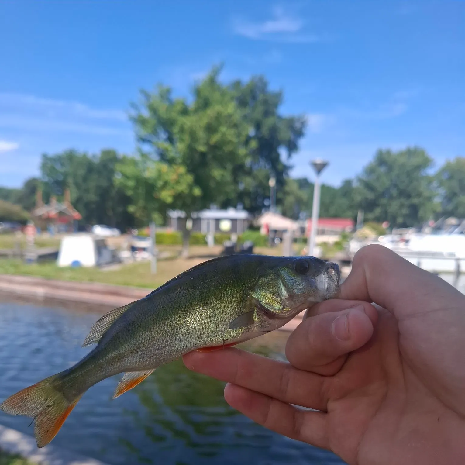 European perch caught on Fishbrain