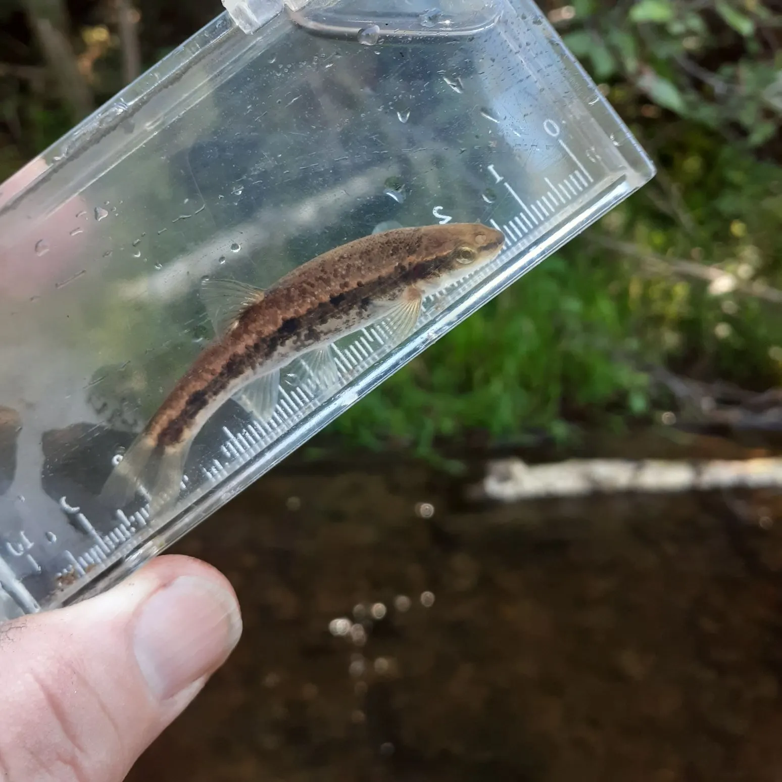 The most recent Western blacknose dace catches on Fishbrain