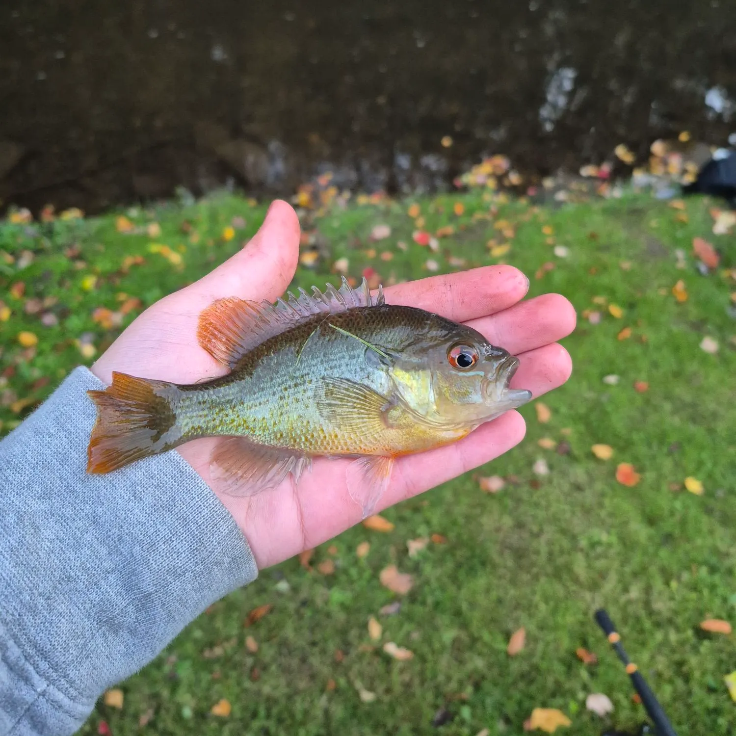 Redbreast sunfish caught on Fishbrain